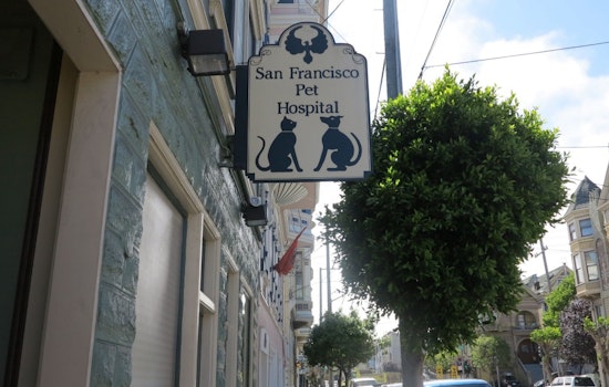 Pawing Around The San Francisco Pet Hospital