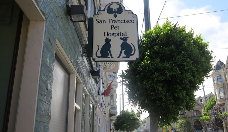 Pawing Around The San Francisco Pet Hospital