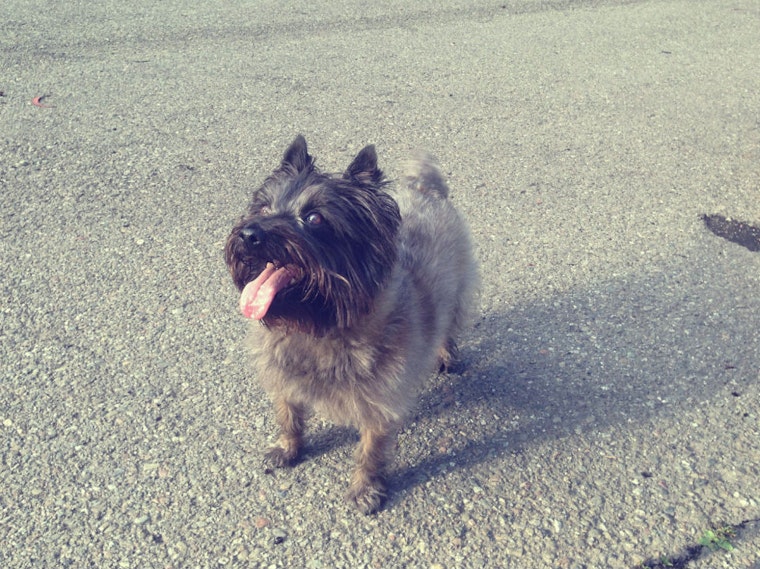 Dogs Of The Upper Haight: Part 7 In A Series