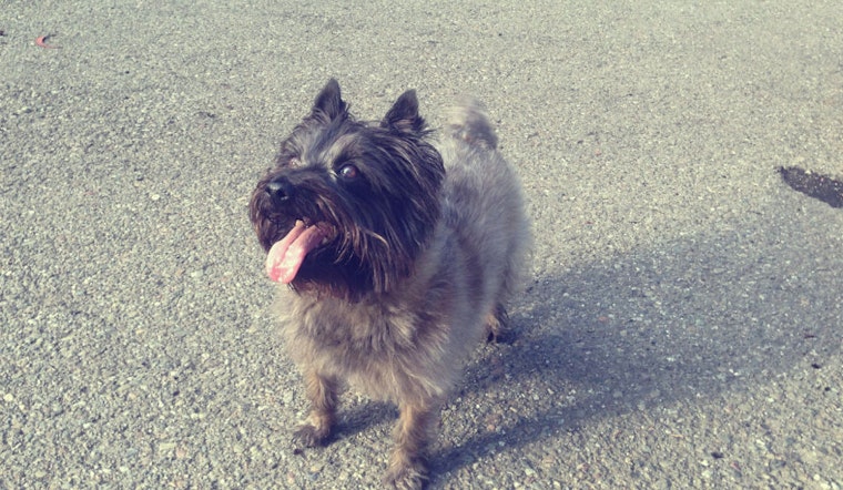 Dogs Of The Upper Haight: Part 7 In A Series