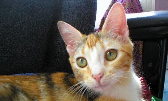 5 furry felines to adopt now in Austin