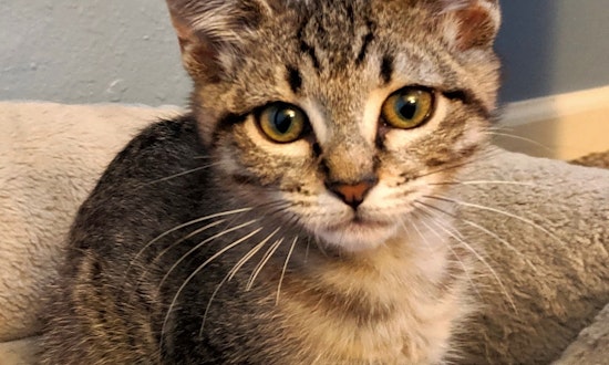 Want to adopt a pet? Here are 6 lovable kitties to adopt now in Albuquerque