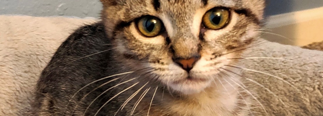 Want to adopt a pet? Here are 6 lovable kitties to adopt now in Albuquerque