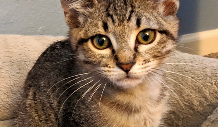 Want to adopt a pet? Here are 6 lovable kitties to adopt now in Albuquerque