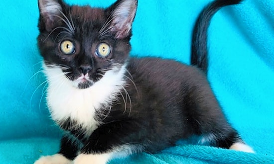Looking to adopt a pet? Here are fluffy felines to adopt now in Nashville