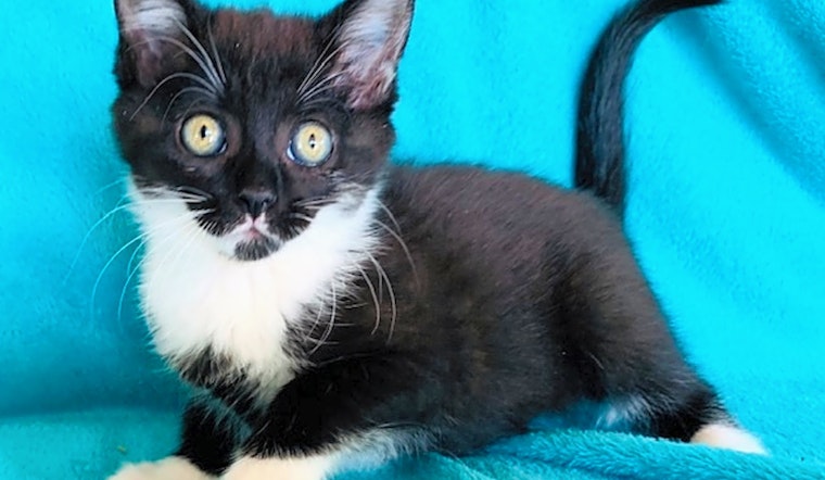 Looking to adopt a pet? Here are fluffy felines to adopt now in Nashville