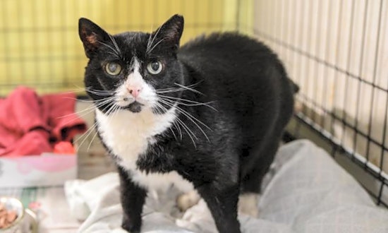 Want to adopt a pet? Here are 3 lovable kitties to adopt now in New Orleans