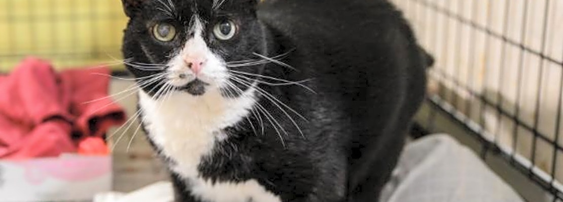 Want to adopt a pet? Here are 3 lovable kitties to adopt now in New Orleans
