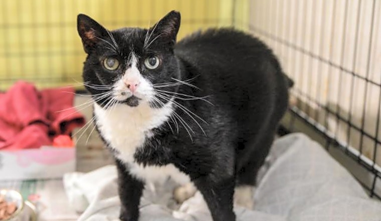 Want to adopt a pet? Here are 3 lovable kitties to adopt now in New Orleans