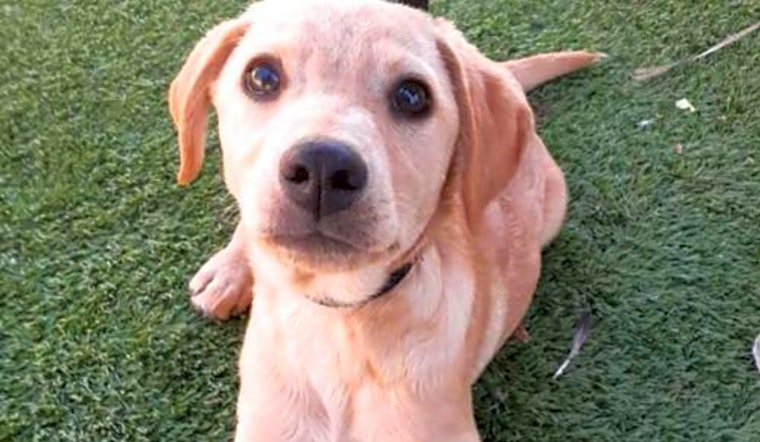 San Diego-based puppies up for adoption