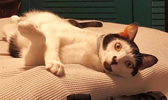 7 lovable kitties to adopt now in Atlanta