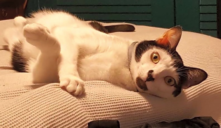 7 lovable kitties to adopt now in Atlanta