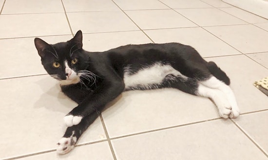 Want to adopt a pet? Here are 4 cute kitties to adopt now in Philadelphia