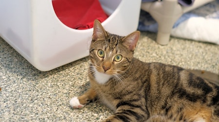 Looking to adopt a pet? Here are 5 lovable kitties to adopt now in Boston