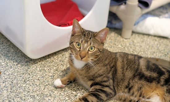 Looking to adopt a pet? Here are 5 lovable kitties to adopt now in Boston