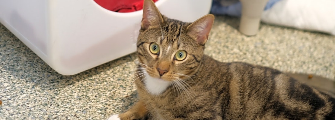 Looking to adopt a pet? Here are 5 lovable kitties to adopt now in Boston