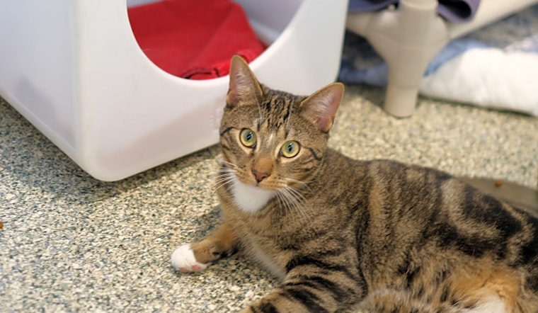 Looking to adopt a pet? Here are 5 lovable kitties to adopt now in Boston
