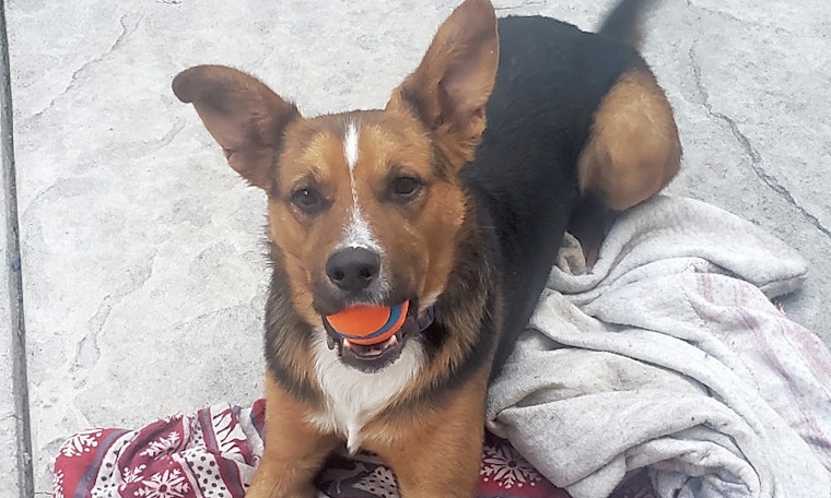 These Stockton-based dogs are up for adoption and in need of a good home