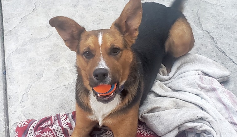 These Stockton-based dogs are up for adoption and in need of a good home