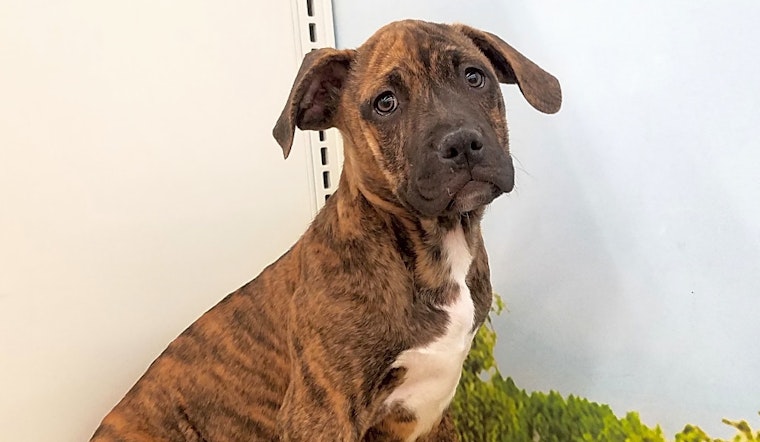 Want to adopt a pet? Here are 5 precious puppies to adopt now in Tucson