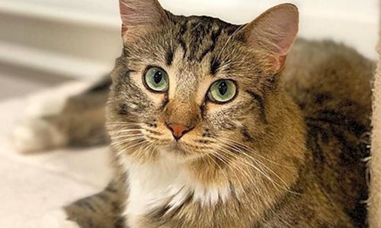 Charming cats up for adoption in San Francisco