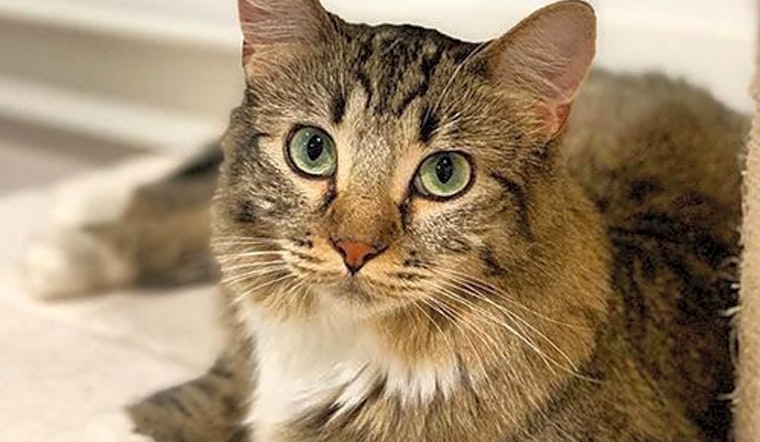 Charming cats up for adoption in San Francisco