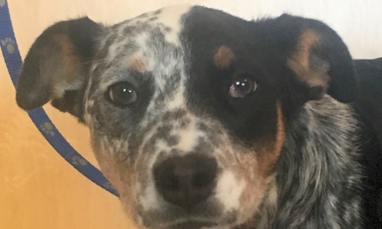 Looking to adopt a pet? Here are 7 precious puppies to adopt now in Colorado Springs