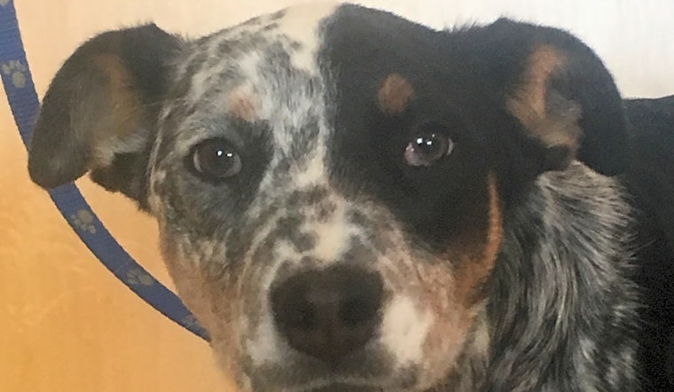 Looking to adopt a pet? Here are 7 precious puppies to adopt now in Colorado Springs