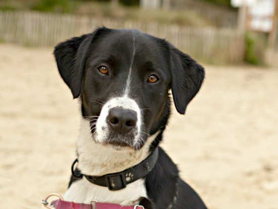 Must love dogs: 5 cool canine care job opportunities in Santa Monica