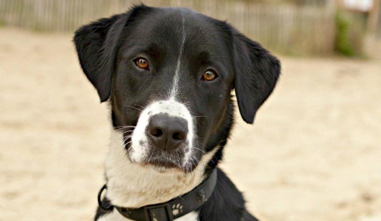 Must love dogs: 5 cool canine care job opportunities in Santa Monica