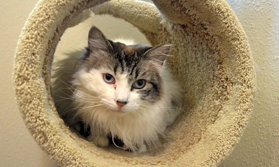 4 furry felines to adopt now in Portland