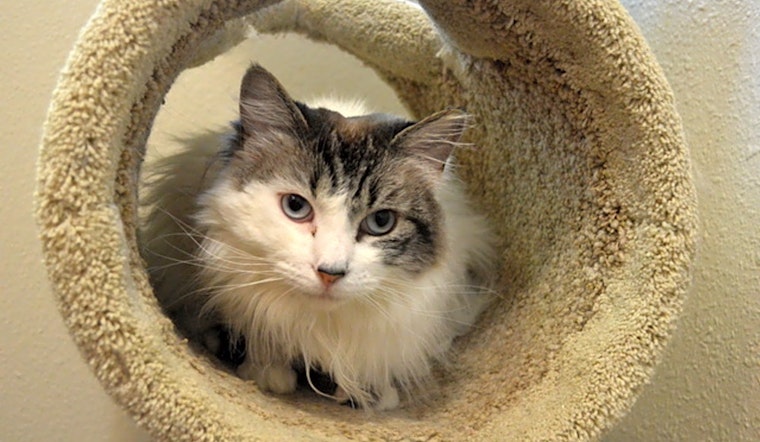 4 furry felines to adopt now in Portland