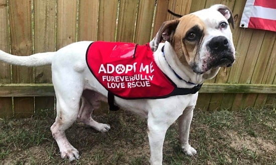 Looking to adopt a pet? Here are 4 delightful doggies to adopt now in Orlando