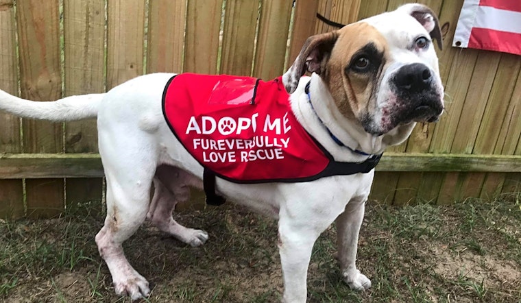 Looking to adopt a pet? Here are 4 delightful doggies to adopt now in Orlando