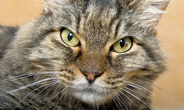 These Chicago-based kitties are up for adoption and in need of a good home