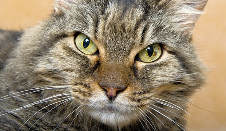 These Chicago-based kitties are up for adoption and in need of a good home