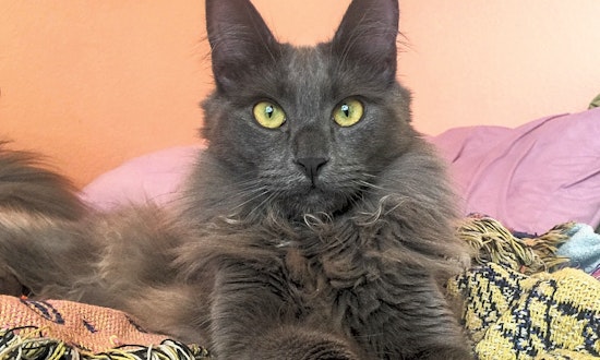 Looking to adopt a pet? Here are 6 lovable kitties to adopt now in Las Vegas