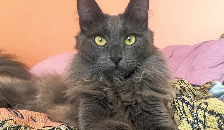 Looking to adopt a pet? Here are 6 lovable kitties to adopt now in Las Vegas