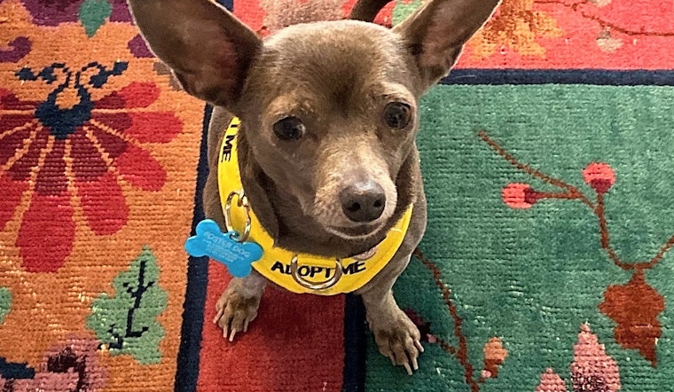 4 lovable pups to adopt now in New York City