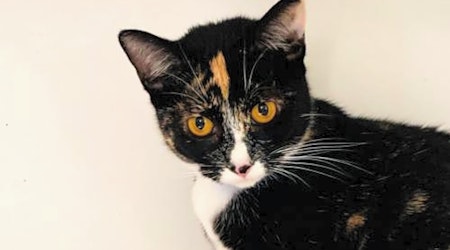 Want to adopt a pet? Here are 7 fluffy felines to adopt now in Oakland
