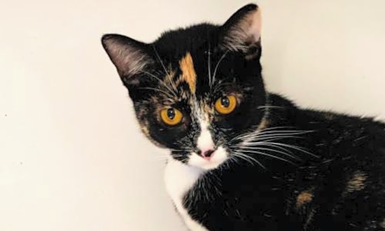 Want to adopt a pet? Here are 7 fluffy felines to adopt now in Oakland