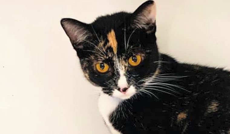 Want to adopt a pet? Here are 7 fluffy felines to adopt now in Oakland