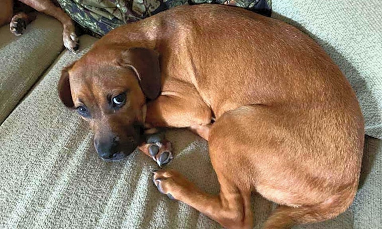 Looking to adopt a pet? Here are 4 cuddly canines to adopt now in Cleveland