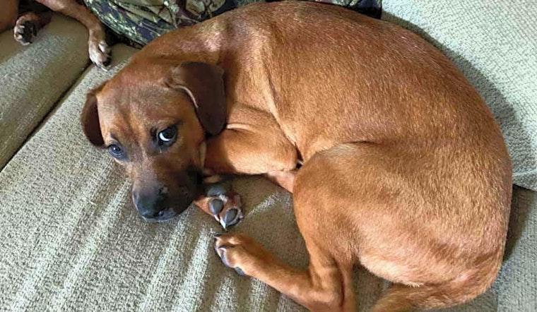 Looking to adopt a pet? Here are 4 cuddly canines to adopt now in Cleveland