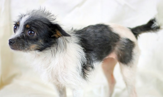 6 cuddly canines to adopt now in Durham