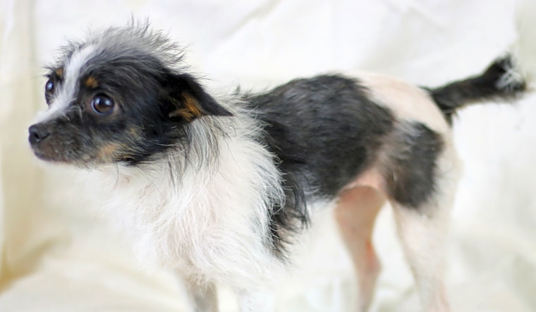 6 cuddly canines to adopt now in Durham