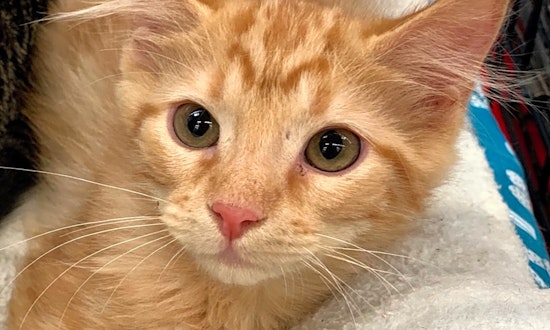 Always wanted a kitten? Here are 4 fluffy felines to adopt now in Dallas
