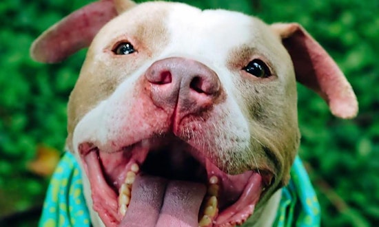 Looking to adopt a pet? Here are 7 lovable pups to adopt now in Louisville