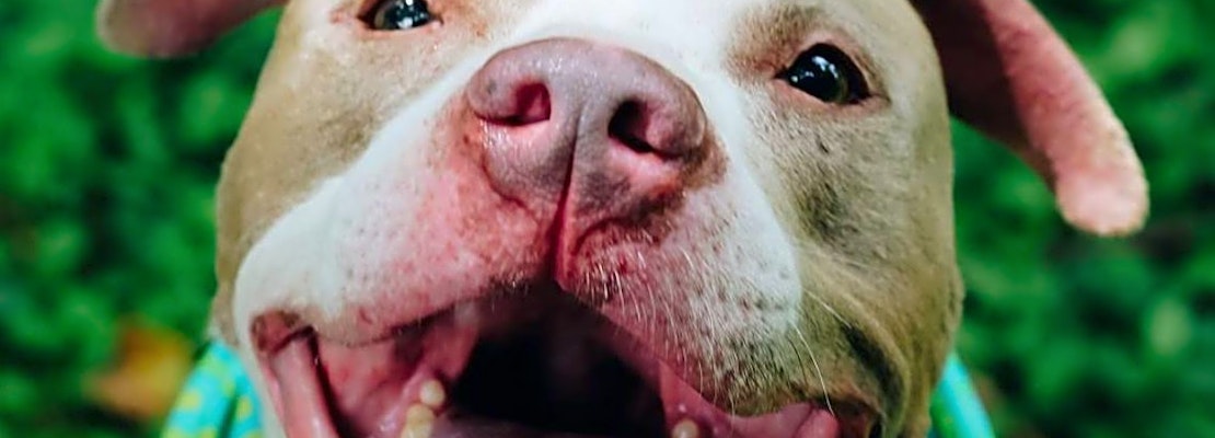 Looking to adopt a pet? Here are 7 lovable pups to adopt now in Louisville