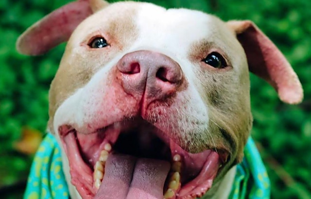 Looking to adopt a pet? Here are 7 lovable pups to adopt now in Louisville